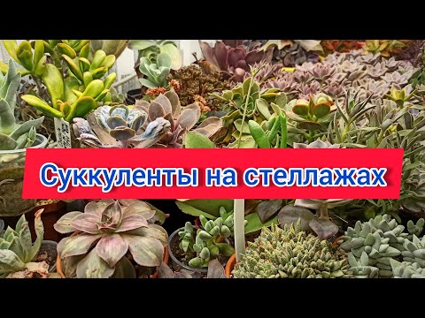 Видео: Обзор коллекции суккулентов в конце зимы. Разводы, вытянувшиеся эхеверии, но и красавчиков не мало!