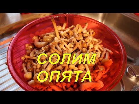 Видео: Солим опята.Грибы Новинка 2017