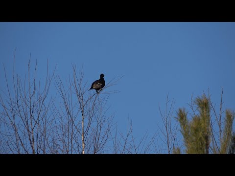 Видео: Охота на тетерева. Налет большой стаи на охотника.
