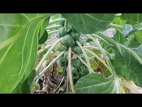 Видео: Огород 1.11.2025 продолжение