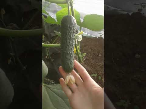 Видео: НовыйОгурец "Спино".47 дней.Первое плодоношение.Обзор,вкусовые качества.