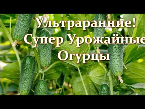 Видео: 5 Отличных Сортов и Гибридов Ультраранних Огурцов для выращивания в Теплице и Открытом грунте