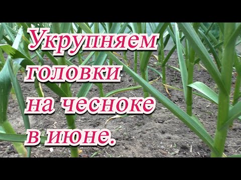 Видео: Полейте так чеснок в июне и урожай вас ОЧЕНЬ порадует!