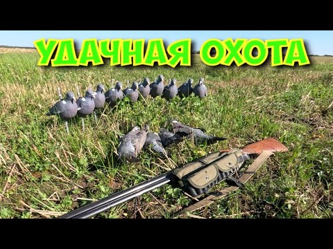 Видео: Охота на вяхиря