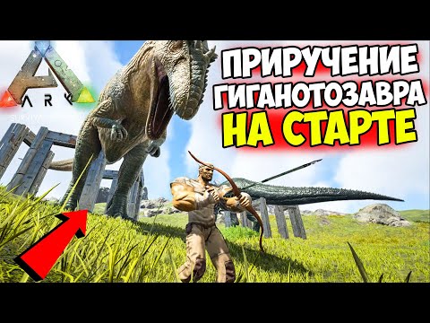 Видео: КАК ПРИРУЧИТЬ ГИГАНОТОЗАВРА в ARK!? Лучший ГАЙД для НОВИЧКОВ! Гига на СТАРТЕ ИГРЫ в АРК!