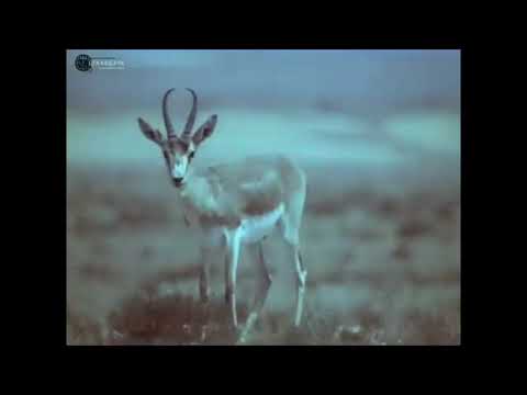 Видео: Кино-очерк "На острове Барса-Кельмес", 1985 год. Фильм о заповеднике Барсакелмес.