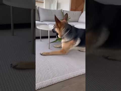 Видео: Лестницы для собак мелких пород  https://ozon.ru/t/uCEcs6f