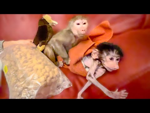 Видео: И снова для нас ШОК, Люська даже не прикоснулась к любимым орехам , не отходит от Стёпы НИ НА ШАГ