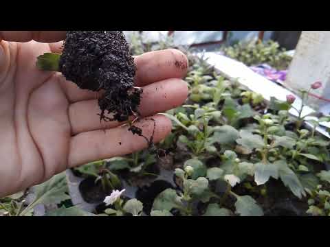 Видео: Осеннее черенкование хризантемы
