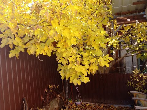 Видео: Листопад: инжир осенью с опадающей листвой 