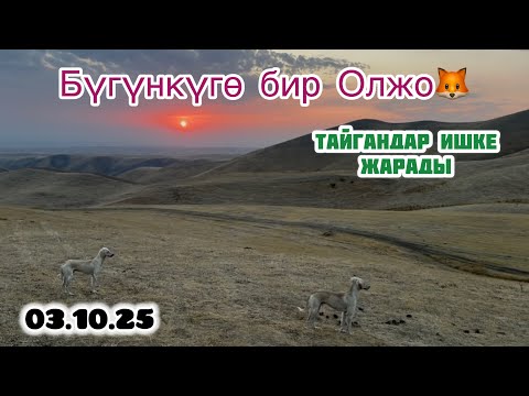 Видео: ТҮЛКҮГӨ🦊 ООЗАНДЫ ТАЙГАНДАР