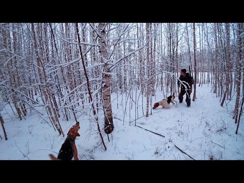 Видео: Охота с гончими собаками на зайца. И охотники довольны и зайцы целы и гонцы отработали на отлично.