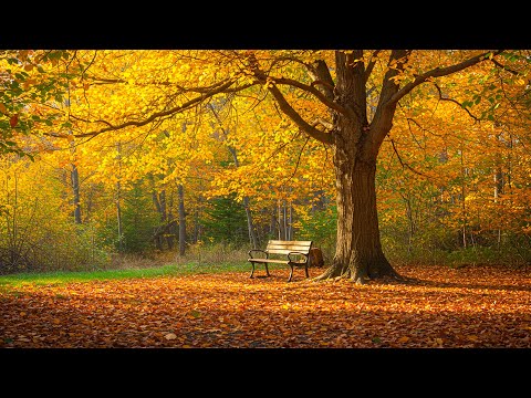 Видео: Успокаивающая музыка для исцеления сердца. Звуки природы для снятия стресса и глубокого сна.