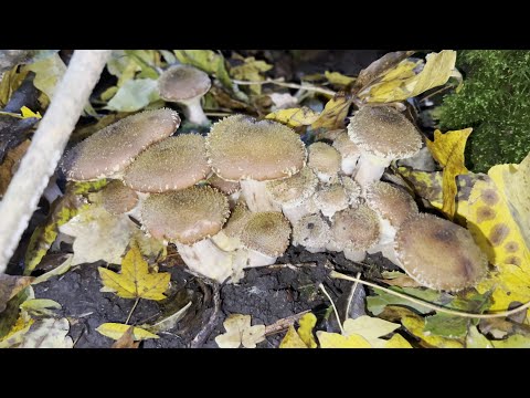 Видео: Такі гриби раз на 100 років появляються.Відійшов в сторону і назбирав багато красивих грибів