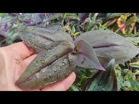 Видео: мои традесканции. КРАСОТА... 🤗. традесканции в срезах. 30.05.24.