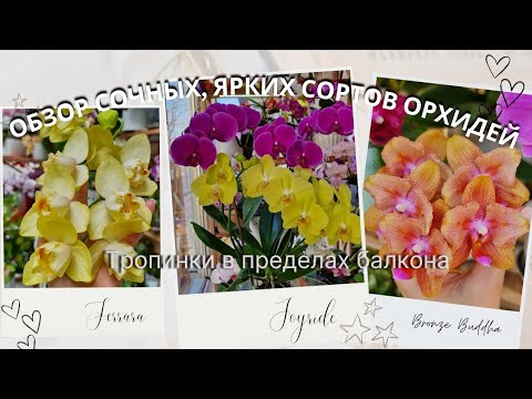 Видео: Сорта орхидей, цветущие шапками цветов.Сорт Ферарра, Джорайд, Пиниф, Кадилак, Бронзовый Будда.