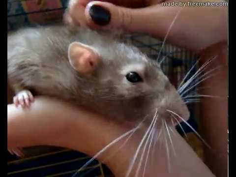 Видео: Любовь крысы к человеку/уникальные кадры