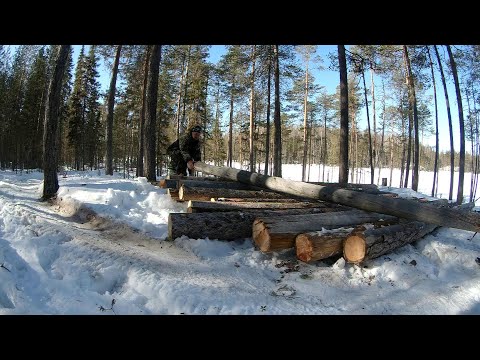 Видео: СТРОИМ ИЗБУ на ОЗЕРЕ. ЗАГОТАВЛИВАЕМ БРЁВНА. Таёжный БЫТ. Тигровые ЩУКИ.