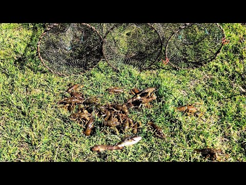 Видео: Сезон ловли раков ОТКРЫТ! Первый улов в новом году! Китайские раколовки как всегда не подвели!