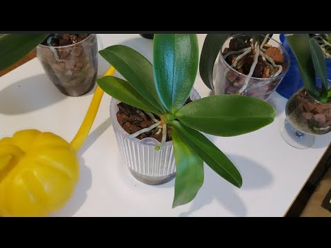 Видео: Полив орхидей в осенне- зимний период. Изменения у меня в коллекции