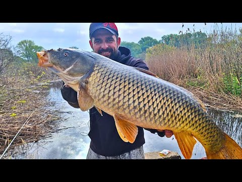 Видео: ТАКОГО ЩЕ НЕ БУЛО, Ця СНАСТЬ НАКАЗАЛА БОКОВОГО КИВКА, Рибалка на сазана