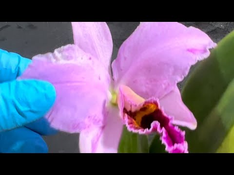Видео: Снова плохие новости . Cattleya percivaliana “summit”.. почему плохо растет каттлея 😱❤️