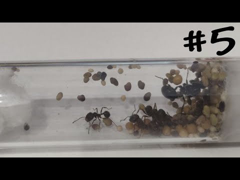 Видео: О НЕТ!!! / Муравьиная ферма #5.