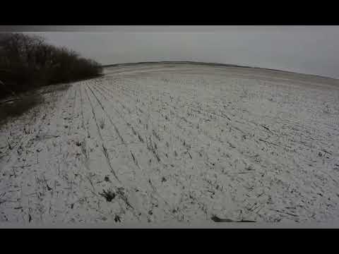 Видео: Добыл зайца, охота с РГ Баян. Рождение гонца