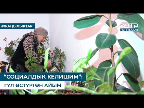 Видео: “СОЦИАЛДЫК КЕЛИШИМ”: ГҮЛ ӨСТҮРГӨН АЙЫМ