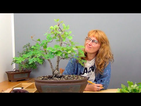 Видео: Бонсай из дубов (ч.17).