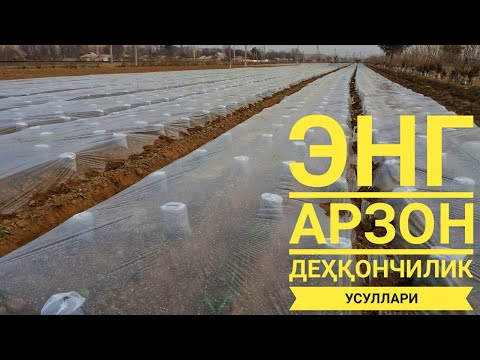 Видео: ЭНГ АРЗОН ДЕҲҚОНЧИЛИК қилиш вариантлари