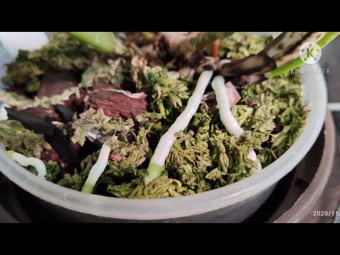 Видео: Наращиваем корни орхидее - стимуляторы  18+