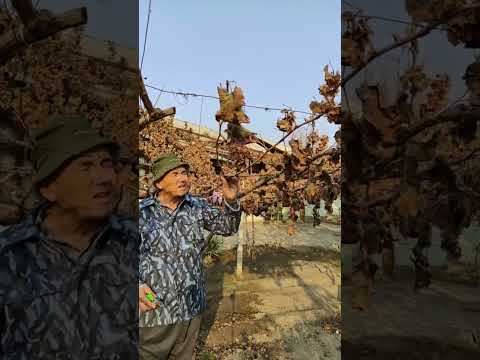 Видео: Узум кесиш ва дарахтларга шакл бериш хизмати. 934206061 телеграм, ватсап бор.