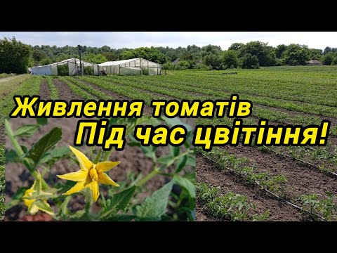 Видео: Живлення томатів під час Цвітіння.