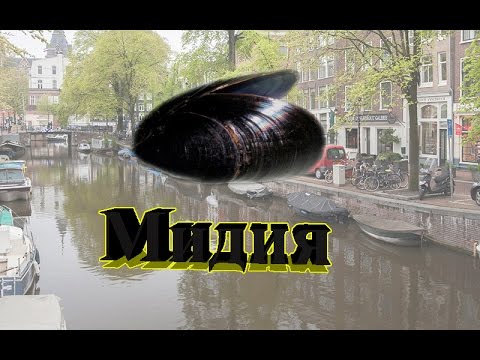 Видео: Русская Рыбалка 3.99 Мидия