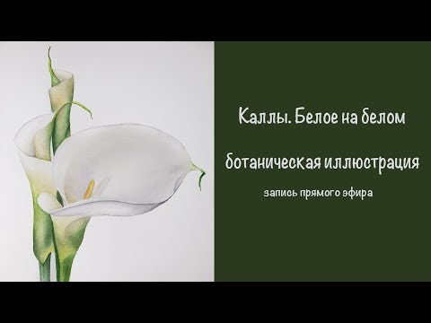 Видео: Calla. White on white.  Калла, ботаническая иллюстрация. Белое на белом
