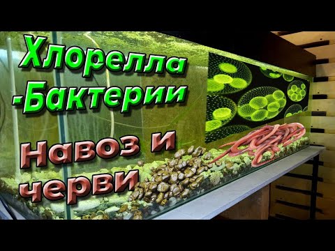 Видео: Хлорелла – бактерии – навоз и черви