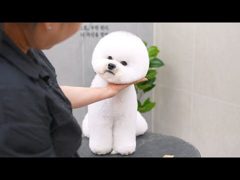 Видео: Уход за шерстью перед выставкой собак!  Этот бишон занял первое место! 🛁✂️