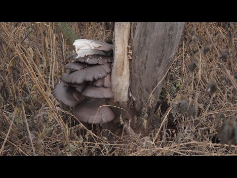 Видео: Поход вдоль реки Мокша, в лугах много грибов, рядовка лиловоногая