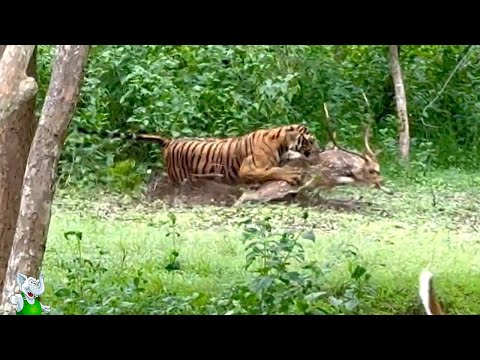 Видео: Посмотри Что Бывает! Случаи с Животными 1 на Миллион, Снятые на Камеру