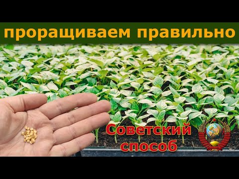 Видео: Проращиваем семена сладкого перца правильно и эффективно