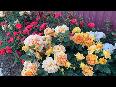 Видео: Цвести будут  только они..