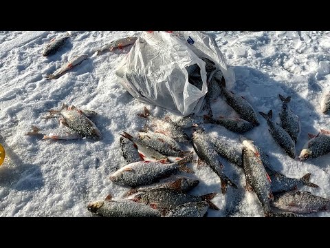 Видео: Крупная плотва со льда! Рыбалка на Чудском озере,Meerapalu. Эстония, д. Мерепалу.