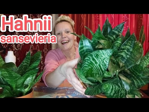Видео: Пересадка У МАМЫ, Ханни сансевиерия #пересадка #сансевиерия #ханни #комнатныерастения