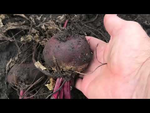 Видео: Уборка свеклы, когда убирать, подготовка к хранению.