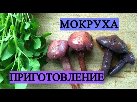 Видео: МОКРУХА ПУРПУРОВАЯ  Chroogomphus rutilus. Как готовить мокруху