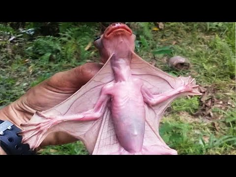 Видео: 10 животных, которые просто странные