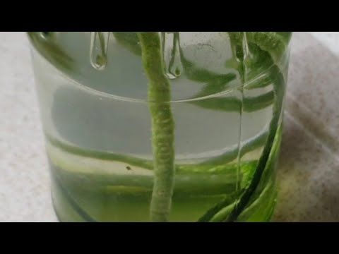 Видео: РЕШИЛА ИЗБАВИТЬСЯ ОТ ЗЕЛЕНИ НА КОРНЯХ ОРХИДЕИ 🤣 КАК ОНО "ЗАШИПЕЛО"🤯...