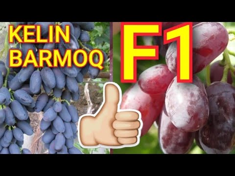 Видео: Ф1 ва Дамский пальчик узум навлари хакидв маълумотлари