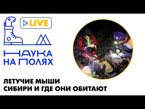 Видео: Летучие мыши Сибири и где они обитают| Алексей Маслов